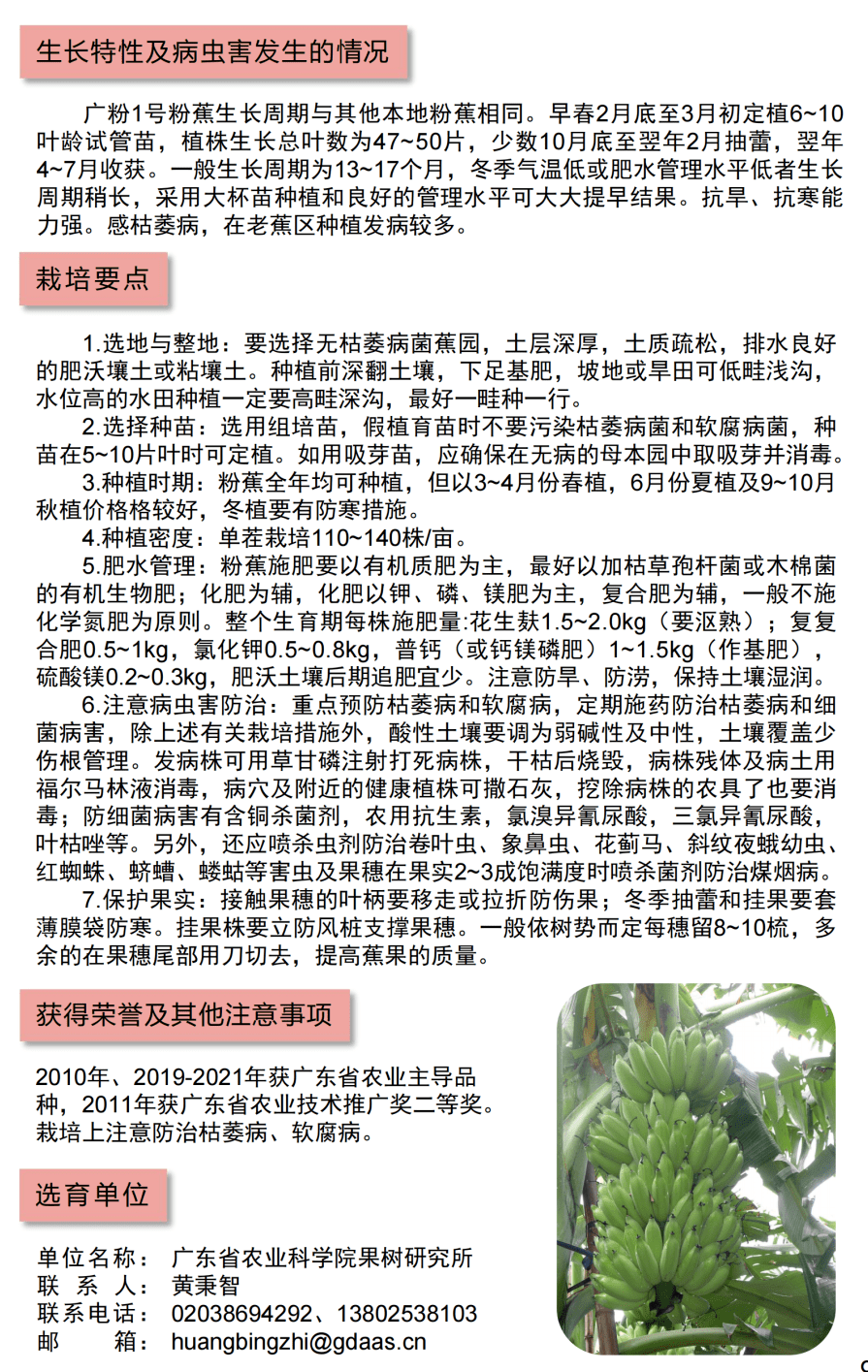 广东省玉米杂交品种研究与应用