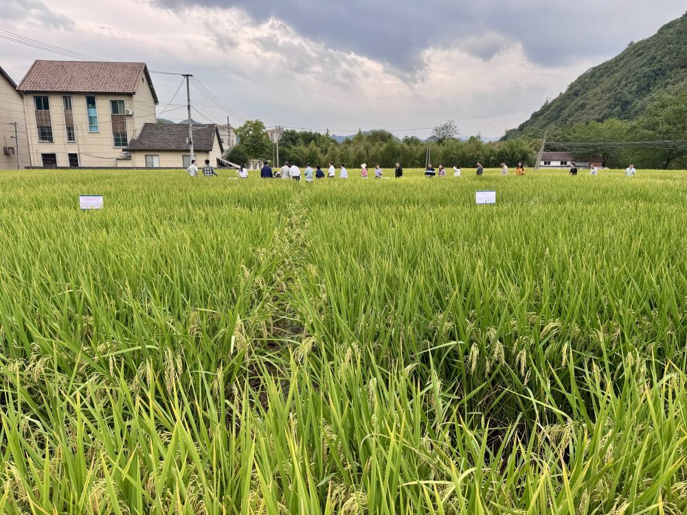 广东省水稻研究所，引领水稻科研创新的前沿阵地