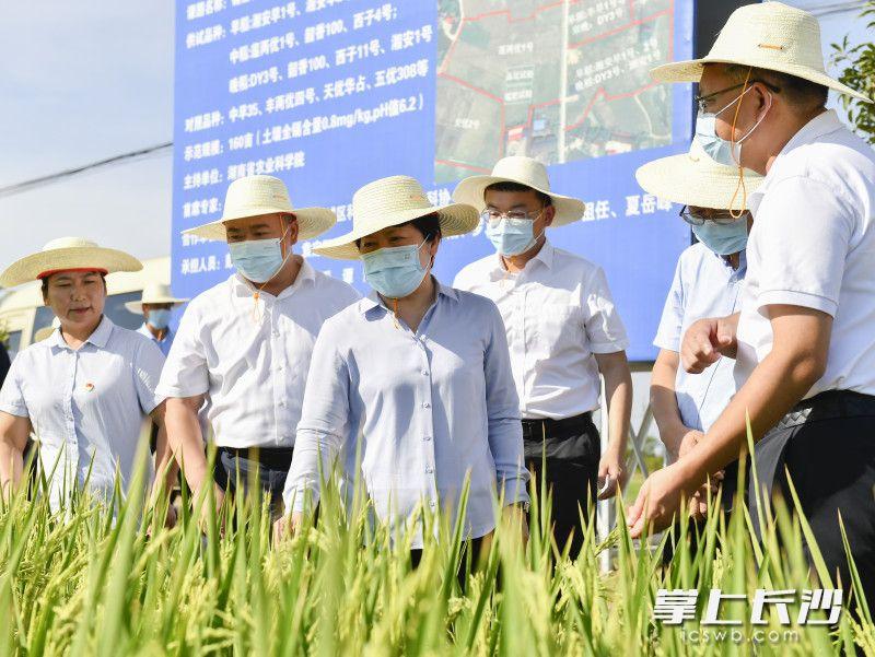 长沙最新中秋节活动，月圆人聚，欢乐共度佳节