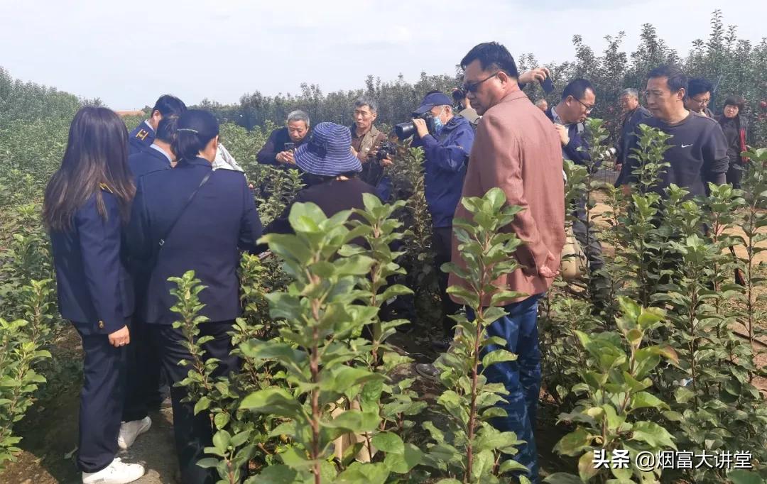 烟台苹果最新消息，产业繁荣与创新突破