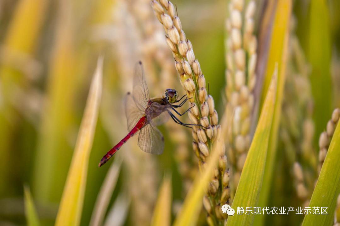 中国最新的农业科技，引领农业创新与发展