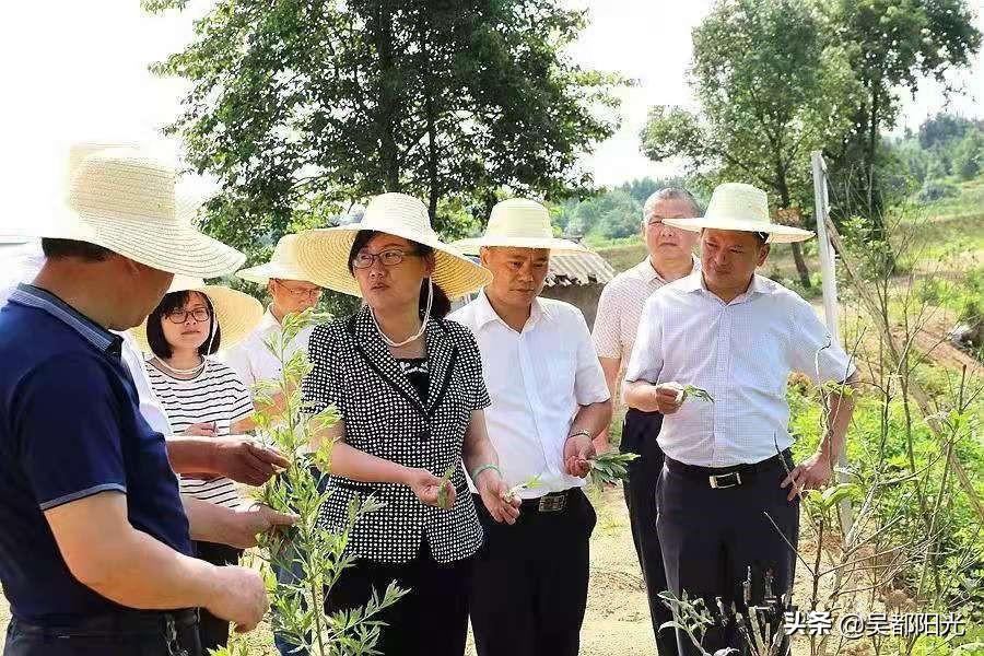 蕲春最新房产网，探索未来居住的新篇章