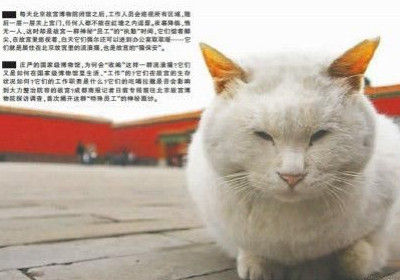 探索猫咪世界，最新猫咪破解版应用下载指南