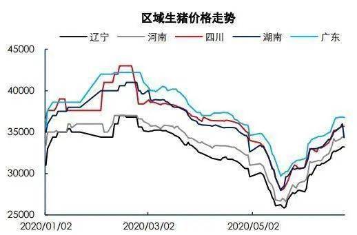 最新猪价预测下半年走势分析